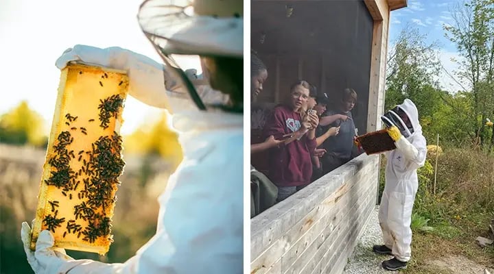 Harvesting honey and teaching